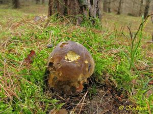 Klikni pro velký obrázek