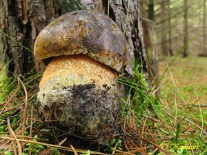 Klikni pro velký obrázek