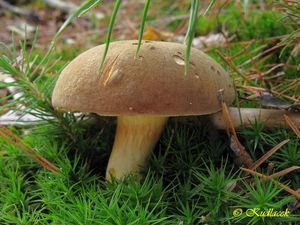 Klikni pro velký obrázek