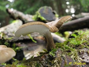 Klikni pro velký obrázek