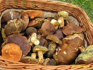 Klikni pro velký obrázek