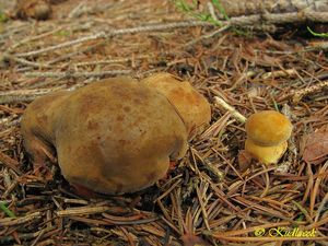 Klikni pro velký obrázek