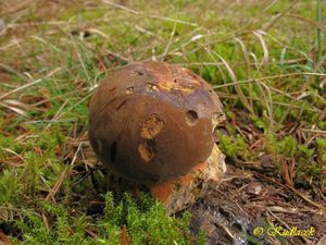 Klikni pro velký obrázek