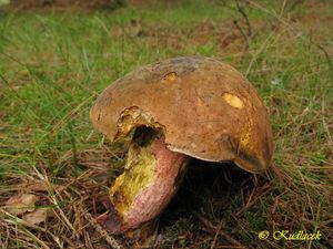 Klikni pro velký obrázek