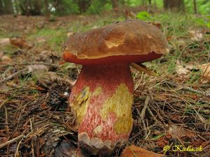 Klikni pro velký obrázek