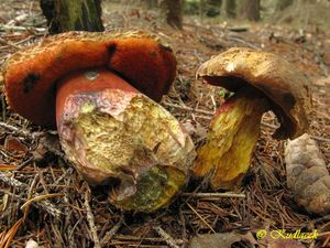 Klikni pro velký obrázek