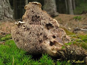 Klikni pro velký obrázek