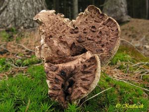 Klikni pro velký obrázek