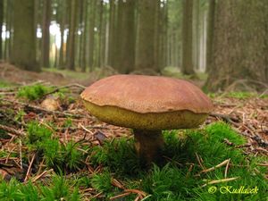 Klikni pro velký obrázek