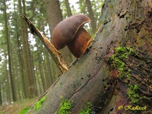 Klikni pro velký obrázek