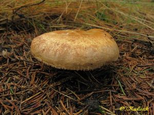 Klikni pro velký obrázek