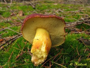 Klikni pro velký obrázek