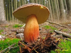 Klikni pro velký obrázek