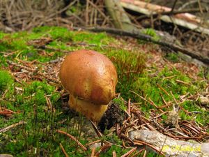 Klikni pro velký obrázek