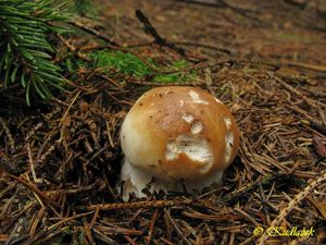 Klikni pro velký obrázek