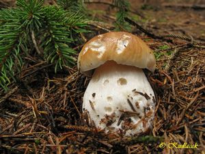 Hřib smrkový - Boletus edulis Bull. 1782