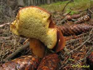 Klikni pro velký obrázek