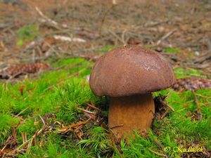 Klikni pro velký obrázek