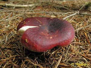 Klikni pro velký obrázek