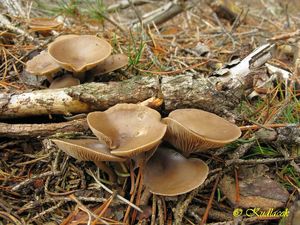 Klikni pro velký obrázek