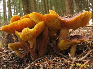 Klikni pro velký obrázek