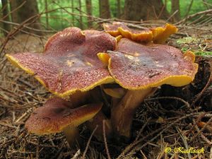 Klikni pro velký obrázek