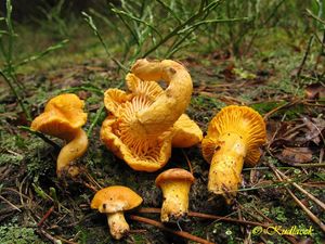 Klikni pro velký obrázek