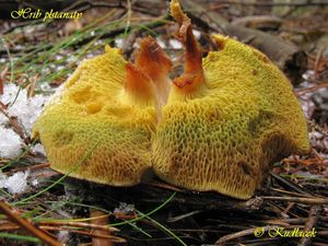 Klikni pro velký obrázek