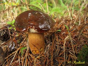 Klikni pro velký obrázek