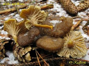 Klikni pro velký obrázek