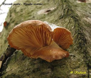 Klikni pro velký obrázek