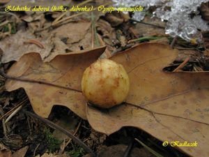 Klikni pro velký obrázek