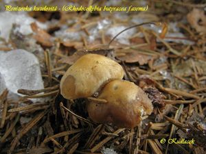 Klikni pro velký obrázek