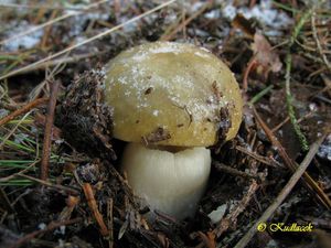 Klikni pro velký obrázek