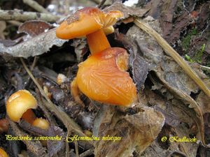 Klikni pro velký obrázek