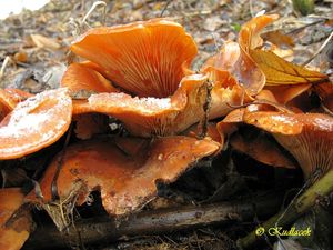 Klikni pro velký obrázek