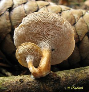 Klikni pro velký obrázek