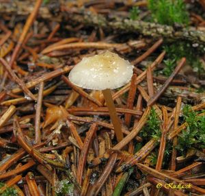 Klikni pro velký obrázek