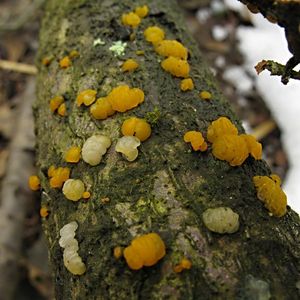 Klikni pro velký obrázek