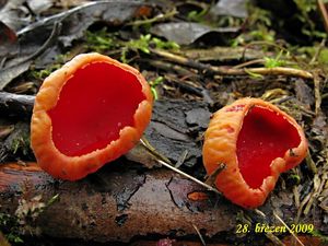 Klikni pro velký obrázek