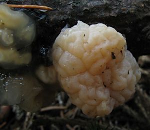 Klikni pro velký obrázek