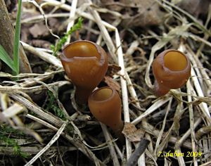 Klikni pro velký obrázek