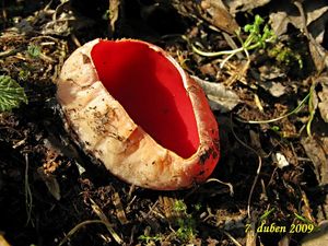 Klikni pro velký obrázek