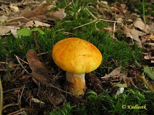 Klikni pro velký obrázek