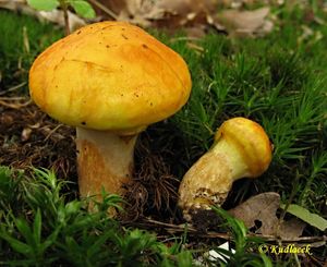 Klikni pro velký obrázek