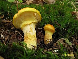 Klikni pro velký obrázek