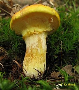 Klikni pro velký obrázek