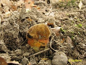 Klikni pro velký obrázek