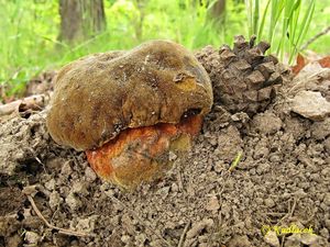 Klikni pro velký obrázek