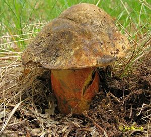 Klikni pro velký obrázek